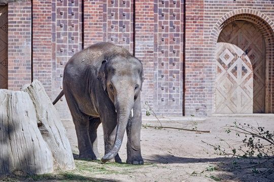 Asiatischer Elefant ( Elephas maximus indicus ).