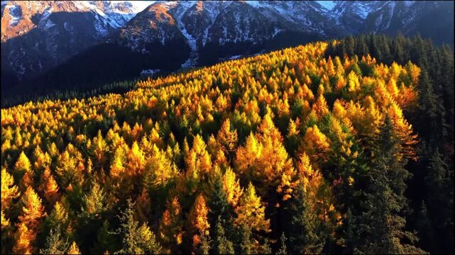 Aerial View of Golden Autumn Larch Forest and Evergreen Conifers on Mountain Slope in Sunlight