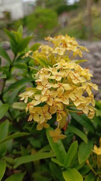 Beautiful yellow ixora flower blooming outdoor