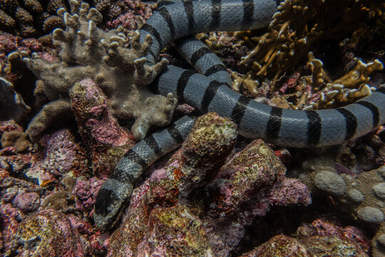 Banded Sea Krait, Banda Islands, Indonesia