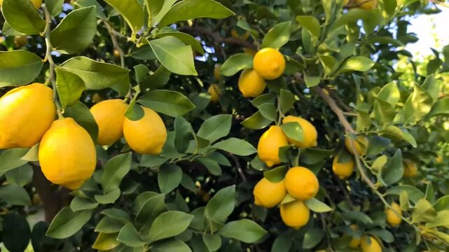 Bright lemons hanging fresh on tree in sunny orchard under clear sky