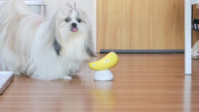 Shih Tzu dog eating food from pet bowl.