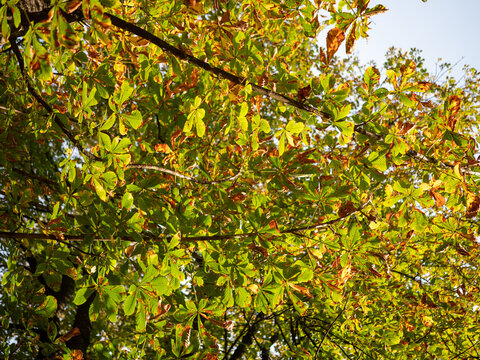 Horse chestnut tree (Aesculus hippocastanum) with green palmate leaves developing brown autumn damage in warm sunlight, ideal for seasonal change, tree health and nature concepts.