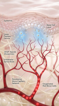 Detailed Anatomical Illustration of Skin Layers and Vascular Network, featuring exosome serum, epidermis, blood vessels, capillaries, endothelial cells