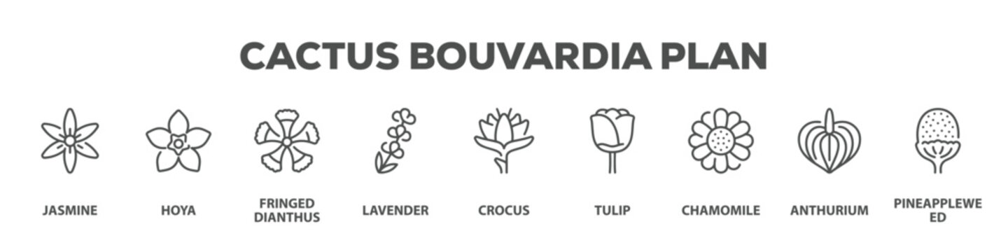 Cactus Bouvardia Plan with icon of Jasmine, Hoya, Fringed dianthus, Lavender, Crocus, Tulip, Chamomile, Anthurium, Pineappleweed