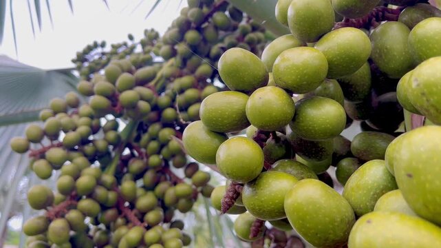 Palm fruits on the tree branches
