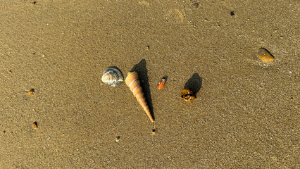 Various beautiful seashells and small stones scattered on the golden sand of a coastal beach under sunlight. © abror