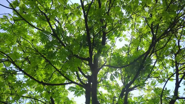 Sunlight filtering through lush green tree canopy in a serene natural setting