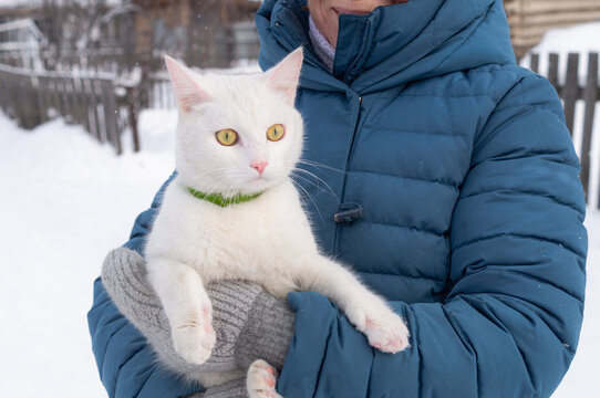 Surprised white cat with wide-open yellow eyes during a winter walk outdoors. Confused domestic cat with funny expression sitting in its owner's arms, countryside lifestyle concept. Copy space.