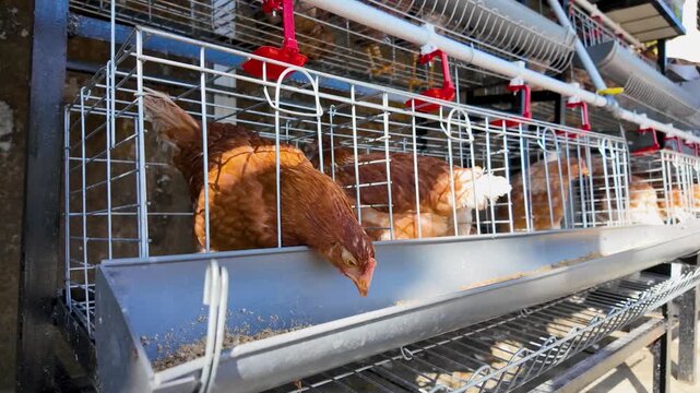 Row of Brown Laying Hens Feeding in Battery Cages at Poultry Farm