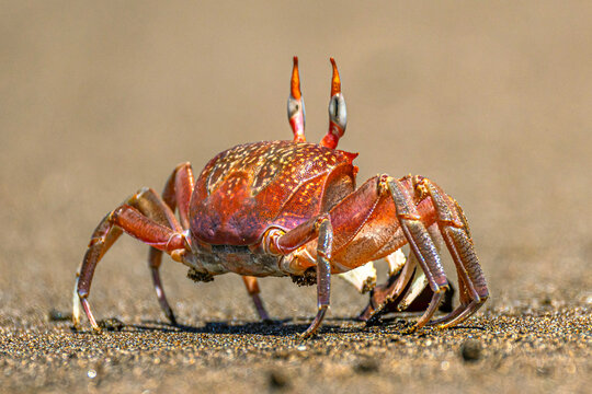 Galapagos Ghost Crab (or Painted Ghost Crab, Ocypode gaudichaudii) on Espumilla Beach on Santiago Island (Gal&aacute;pagos Archipelago). Selective focus on crab's eye and carapace