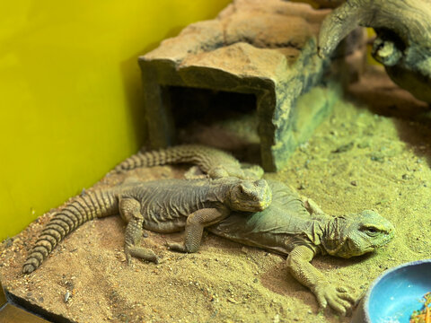 Horizontal close-up photo of two exotic uromastyx lizards resting on sand in terrarium