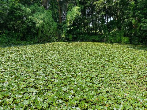 Lush Pond Covered with Water Chestnut Plants Surrounded by Trees