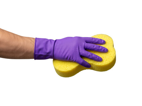 Adult male Caucasian hand wearing purple glove holding sponge for cleaning