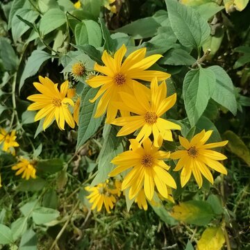 Bright yellow Jerusalem artichoke flowers blooming in the garden. Helianthus tuberosus backdrop