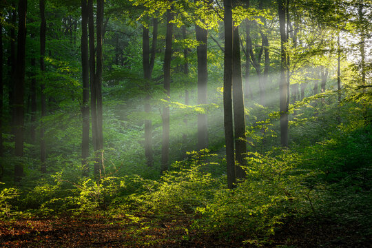 Sunny morning in the forest