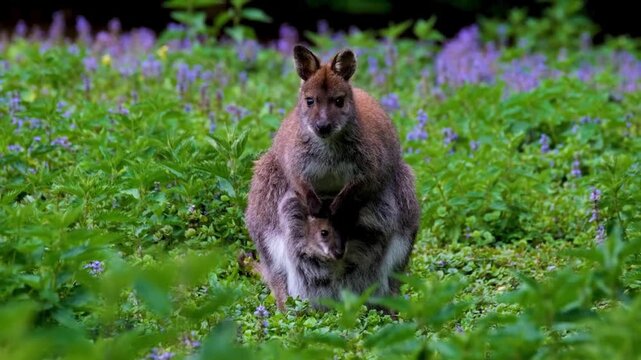 Wallaby mother with a joey in her pouch among purple flowers
