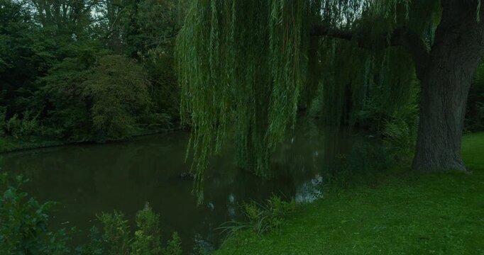 Calm river lake surrounded by lush greenery forest and a large willow tree in Delft, Netherlands, Europe. Murky water reflects overcast sky clouds and dense forest.