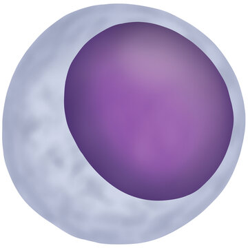 Lymphocyte white blood cell vector