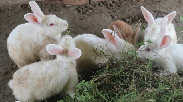 Funny Rabbit Doing Crazy Things Cute and Hilarious Rabbit Moments 