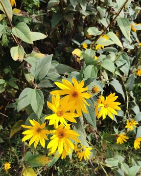 Vertical close-up of bright yellow Jerusalem artichoke flowers blooming among green leaves