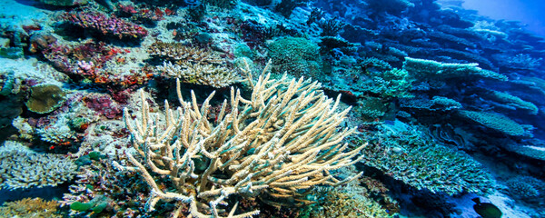 Underwater view shows various colorful coral formations and marine life thriving in the turquoise water. The scene captures the beauty of the Maldives coral reefs. © Aleksandr