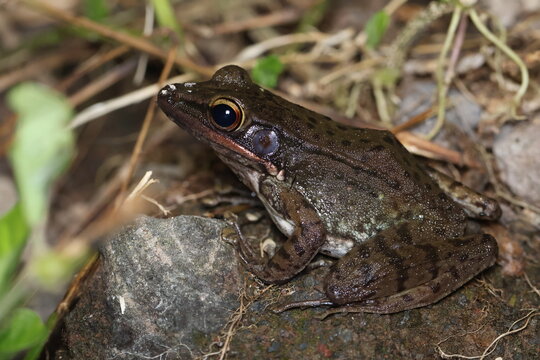Javan torrent frog seen close up on a ground at night, Wijayarana masonii commonly known as the Javan torrent frog or kongkang jeram