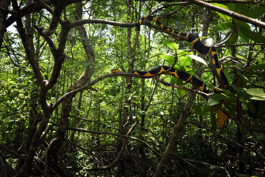 Boiga snake dendrophila yellow ringed is looking for prey on tree, Boiga snake dendrophila yellow ringed on tree branch with natural baitat