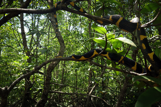 Boiga snake dendrophila yellow ringed is looking for prey on tree, Boiga snake dendrophila yellow ringed on tree branch with natural baitat