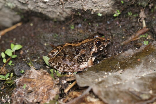 Close Up of Fejervarya limnocharis in Natural Habitat, Asian Grass Frog Fejervarya limnocharis on Damp Ground