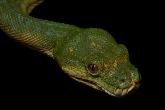 Green tree python Morelia azurea pulcher closeup isolated on black background, Green tree python snake closeup head, Indonesian python snake