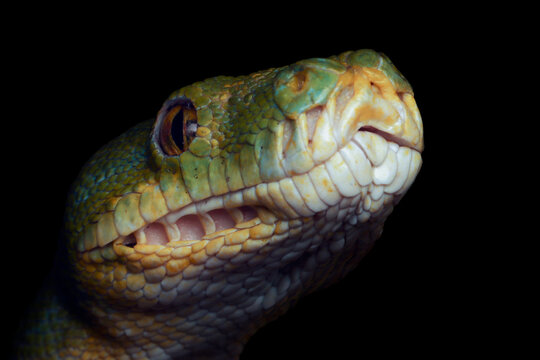 Green tree python Morelia azurea pulcher closeup isolated on black background, Green tree python snake closeup head, Indonesian python snake