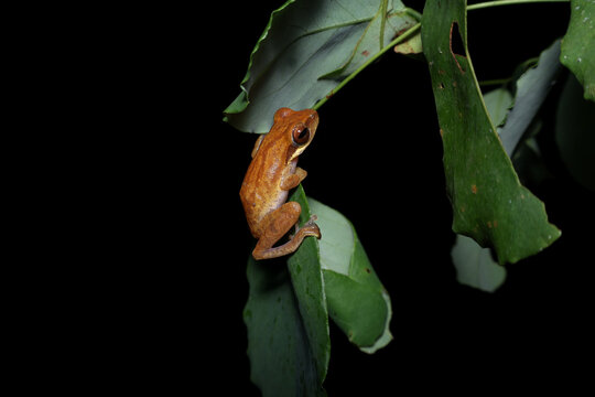 Chirixalus trilaksonoi tree frog on tree branch at night, Close-up photo of Chirixalus trilaksonoi frogs on leaf, Tropical tree frogs Chirixalus trilaksonoi in natural habitat