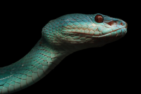 Venomous Blue Pit Viper Portrait Isolated on Black Background, Blue Insularis Pit Viper (Trimeresurus insularis) Displaying Defensive Posture on Tree Branch Against Black Background, 