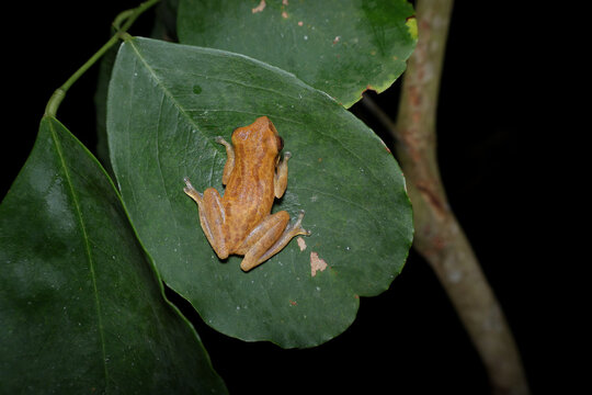 Chirixalus trilaksonoi tree frog on tree branch at night, Close-up photo of Chirixalus trilaksonoi frogs on leaf, Tropical tree frogs Chirixalus trilaksonoi in natural habitat