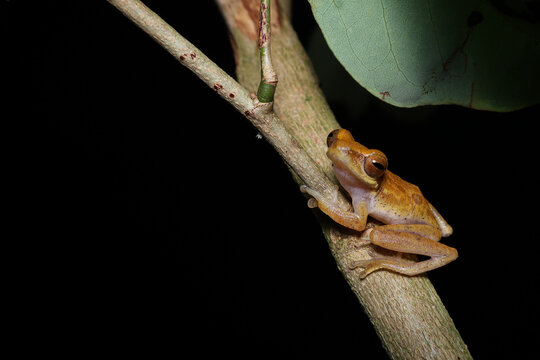 Chirixalus trilaksonoi tree frog on tree branch at night, Close-up photo of Chirixalus trilaksonoi frogs on leaf