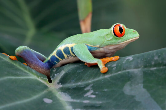 Red eyed tree frog resting on tropical foliage in rainforest habitat, Close Up of Red eyed tree frog perched on leaf with selective focus