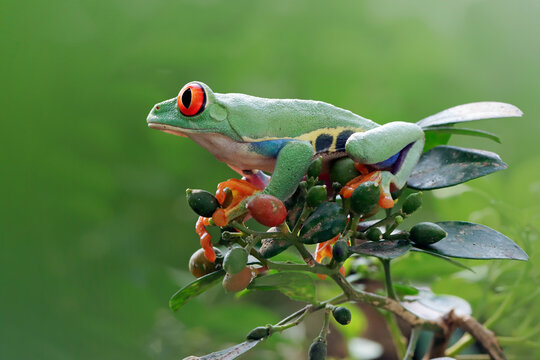 Red eyed tree frog resting on tropical foliage in rainforest habitat, Close Up of Red eyed tree frog perched on leaf with selective focus