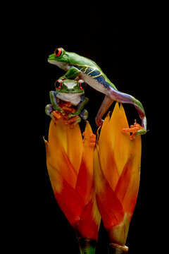 Two Red-eyed tree frog climp on bromelia flower, Red-eyed tree frog (Agalychnis callidryas) closeup isolated on black background