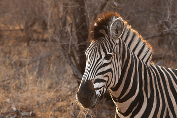 African zebra portrait in warm evening light © Saxon