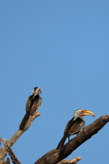 Southern yellow-billed hornbills perched in Kruger National Park, South Africa © Saxon
