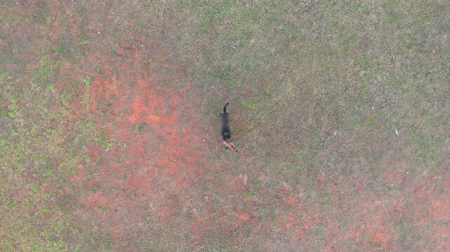 Street dog, Dog get scared by drone