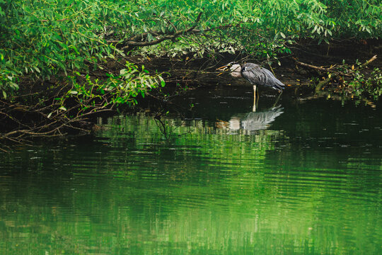 A grey heron swallowing a small fish whole at the water's edge with green reflections