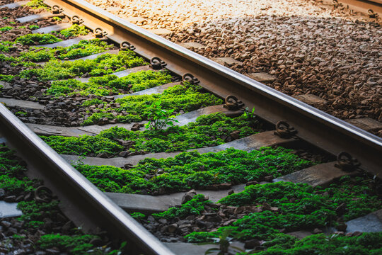 Green moss growing over concrete railway sleepers alongside steel train tracks and ballast gravel