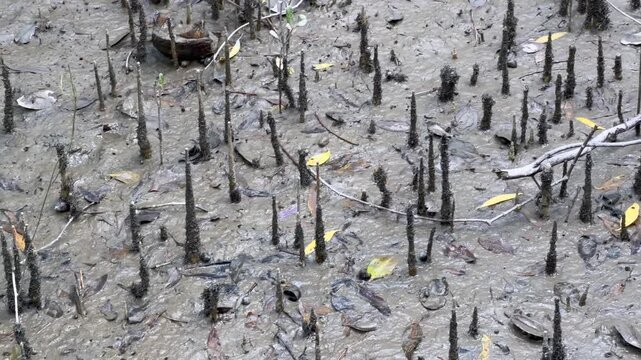 Mangrove Breathing Roots in Muddy Forest Floor of the Sundarbans, Bangladesh