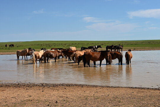 Herd of horses on watering hole in vast Mongolian steppe