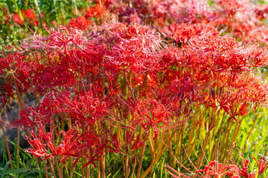 Dense bloom of red spider lilies Lycoris radiata in bright autumn sunlight