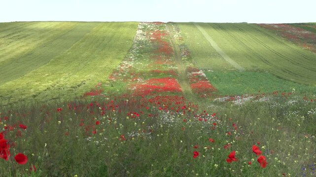 Red Poppies on Field, Flowers on Meadow, Summer Landscape
