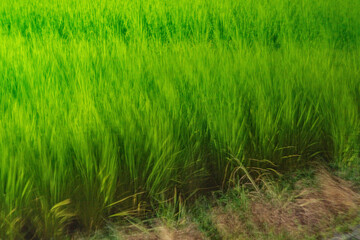 Fototapeta premium Rice plants Oryza sativa swaying in the wind with expressive motion blur