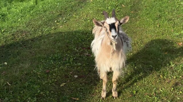 Long-Haired Goat with Dark Facial Markings Standing on Grass and Looking at the Camera, Camera Reframing the Animal on the Right with Copy Space on the Left, Sunlit Rural Scene, Horizontal Video